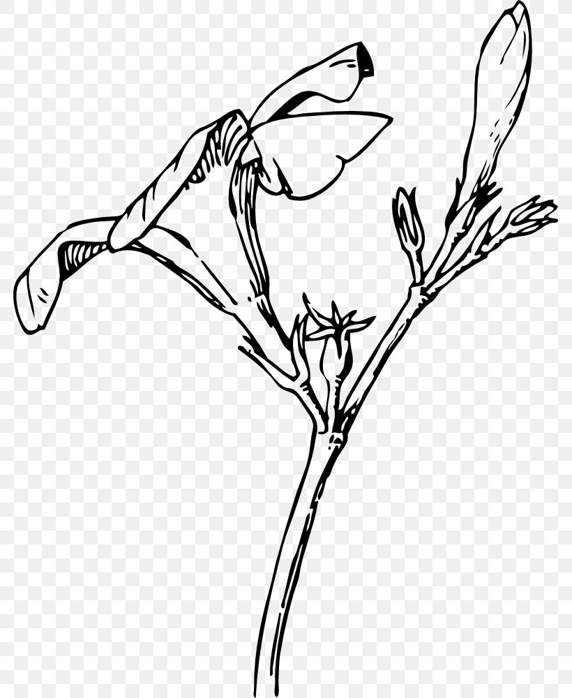 Oleander Nature Drawing And Design; Bud Flower, PNG, 781x1000px, Oleander, Art, Artwork, Beak, Bird Download Free