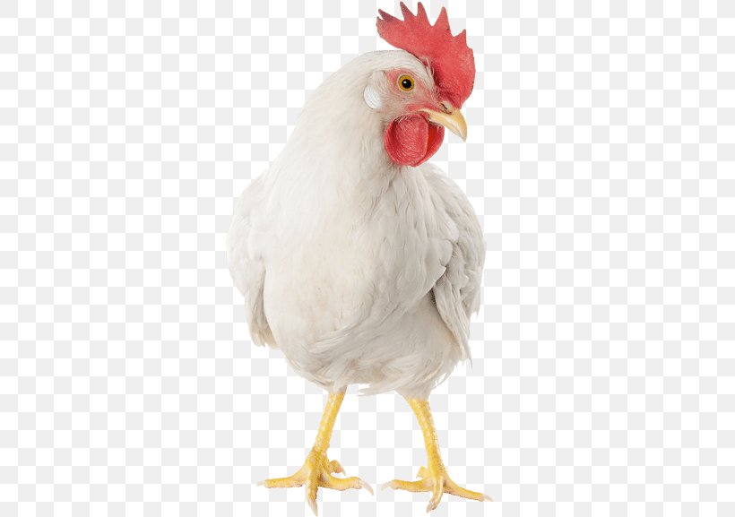 Rooster Broiler Doner Kebab Leghorn Chicken Poultry, PNG, 486x577px, Rooster, Beak, Bird, Broiler, Chicken Download Free