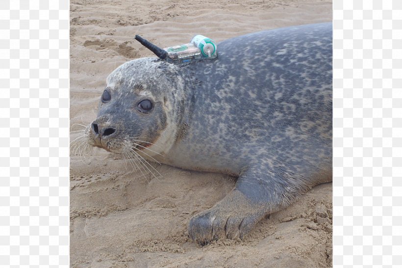 Sea Mammal Research Unit Machine To Machine University Of St Andrews Harbor Seal Technology, PNG, 900x600px, Machine To Machine, Harbor Seal, Internet, Internet Of Things, Marine Mammal Download Free