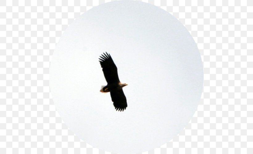 Bald Eagle Fauna Vulture Beak, PNG, 500x500px, Bald Eagle, Accipitriformes, Beak, Bird, Bird Of Prey Download Free