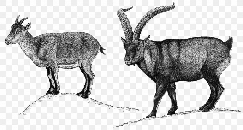 Chamois Goat Alpine Ibex Ahuntz Sheep, PNG, 1908x1020px, Chamois, Ahuntz, Alpine Ibex, Antelope, Antler Download Free