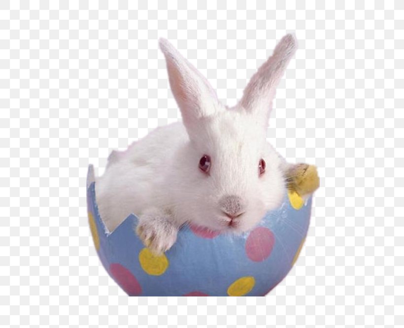 Easter Bunny Dwarf Hotot Flemish Giant Rabbit, PNG, 500x666px, Easter Bunny, Domestic Rabbit, Dwarf Hotot, Easter, Easter Basket Download Free