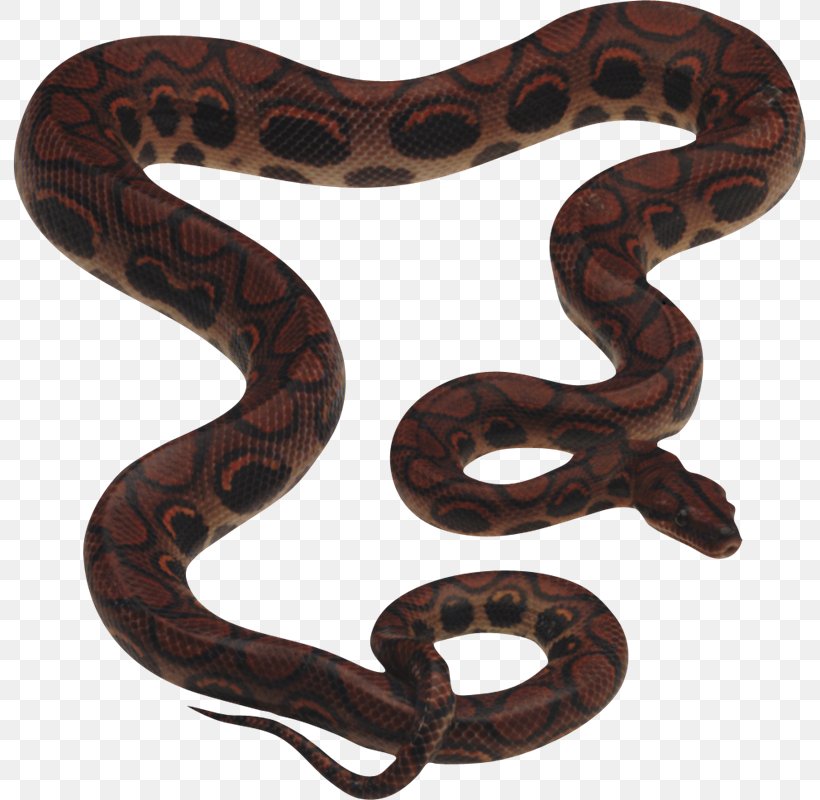 Snake King Cobra Clip Art, PNG, 793x800px, Snake, Boa Constrictor, Boas, Cobra, Colubridae Download Free