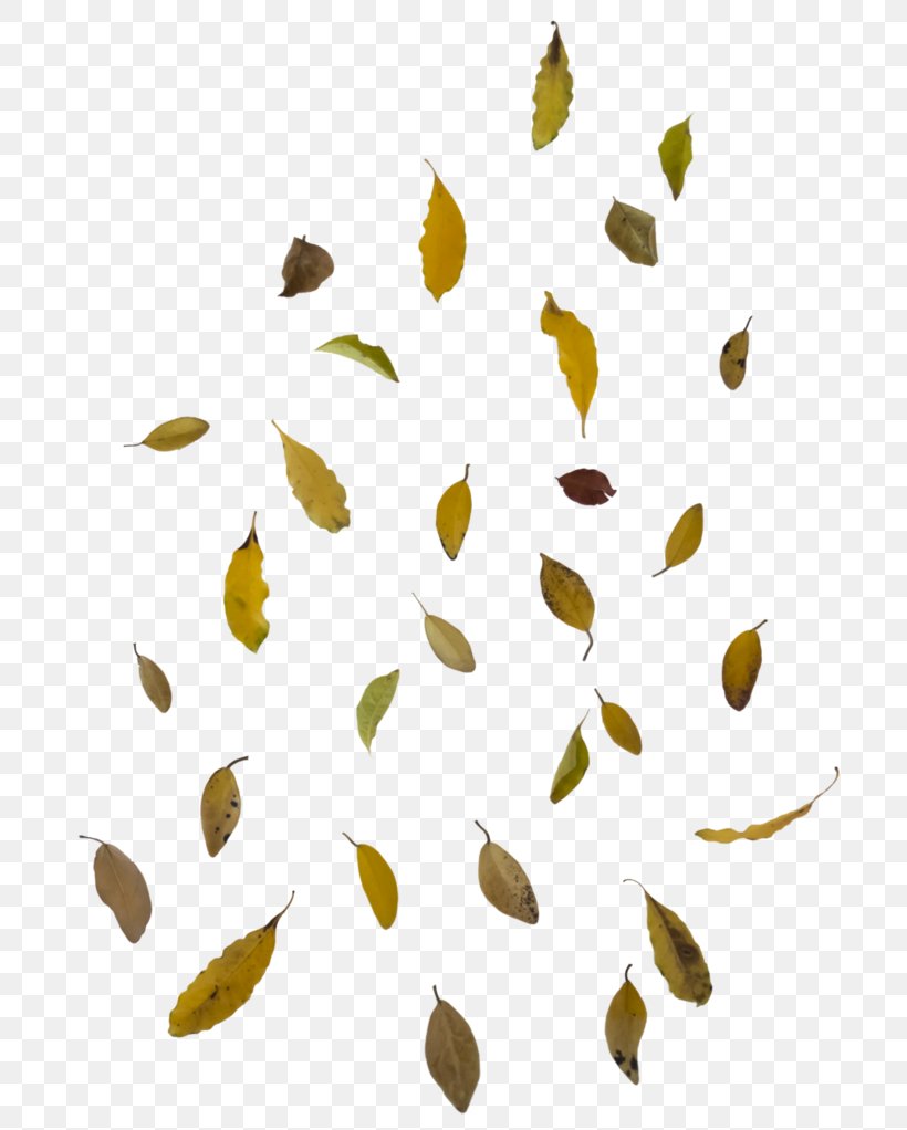 Autumn Leaf Color Clip Art, PNG, 782x1022px, Leaf, Autumn, Autumn Leaf Color, Branch, Commodity Download Free