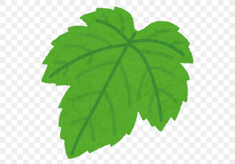 Leaf Grape Leaves いらすとや Illustrator, PNG, 575x575px, Leaf, Disease, Food, Grape, Grape Leaves Download Free