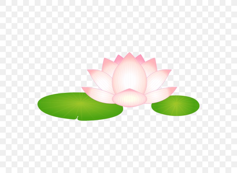 Nelumbo Nucifera 大賀ハス Water Lily Kodai Hasu No Sato (ancient Lotuses Park), PNG, 600x600px, Nelumbo Nucifera, Art, Art Museum, Flower, French Hydrangea Download Free