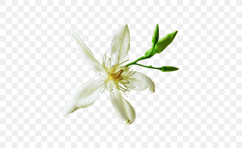 Organic Food Organic Mineral Organic Certification, PNG, 500x500px, Organic Food, Flower, Flowering Plant, Food, Genetically Modified Organism Download Free
