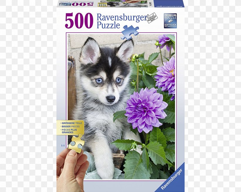 Siberian Husky Jigsaw Puzzles Puppy Pomeranian Ravensburger, PNG, 1000x800px, Siberian Husky, Advertising, Alaskan Klee Kai, Alaskan Malamute, Breed Download Free