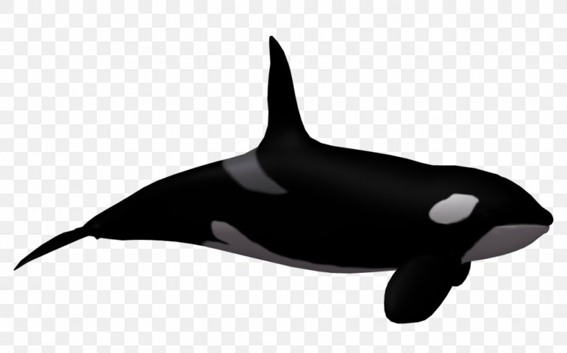 Toothed Whale Killer Whale Clip Art, PNG, 1024x639px, 3d Rendering, Toothed Whale, Black And White, Blue Whale, Dolphin Download Free