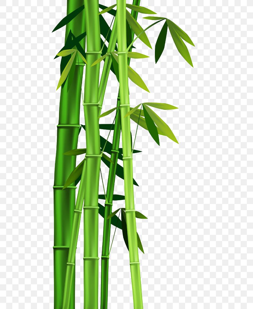 Bamboo Plant Stem Clip Art, PNG, 493x1000px, Bamboo, Free Content, Grass, Grass Family, Leaf Download Free
