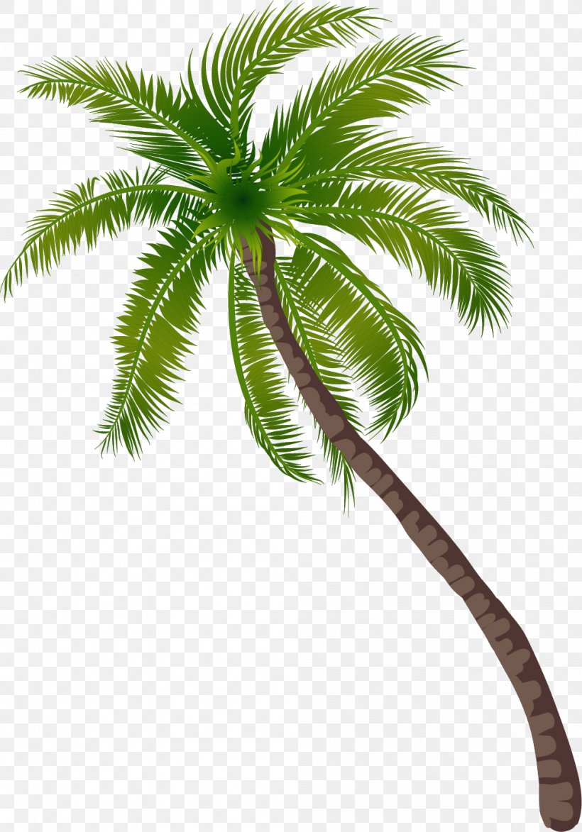 Coconut Tree, PNG, 1001x1433px, Tree, Arecaceae, Arecales, Beach, Branch Download Free