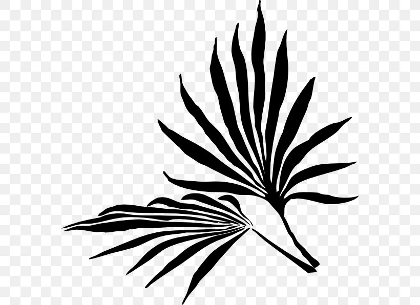Flower Clip Art Plant Stem Leaf Line, PNG, 582x596px, Flower, Arecales, Blackandwhite, Botany, Flowering Plant Download Free
