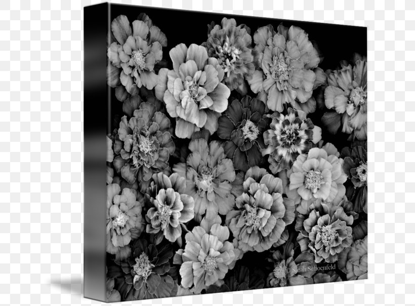 Stock Photography White Subshrub, PNG, 650x604px, Photography, Black, Black And White, Black M, Blossom Download Free