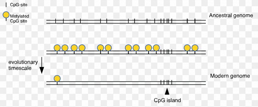 CpG Site CpG Island DNA Methylation Cytosine, PNG, 1280x535px, Cpg Site, Area, Biology, Brand, Cytosine Download Free