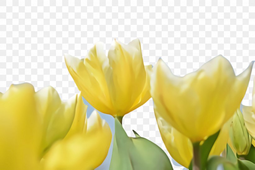 Lily Flower Cartoon, PNG, 2448x1632px, Tulip, Blossom, Botany, Bud, Closeup Download Free