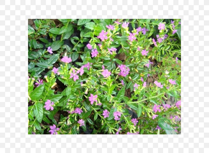 Winter Heath Plant False Heather Brezo Groundcover, PNG, 600x600px, Plant, Annual Plant, Brezo, Cuphea, Flower Download Free