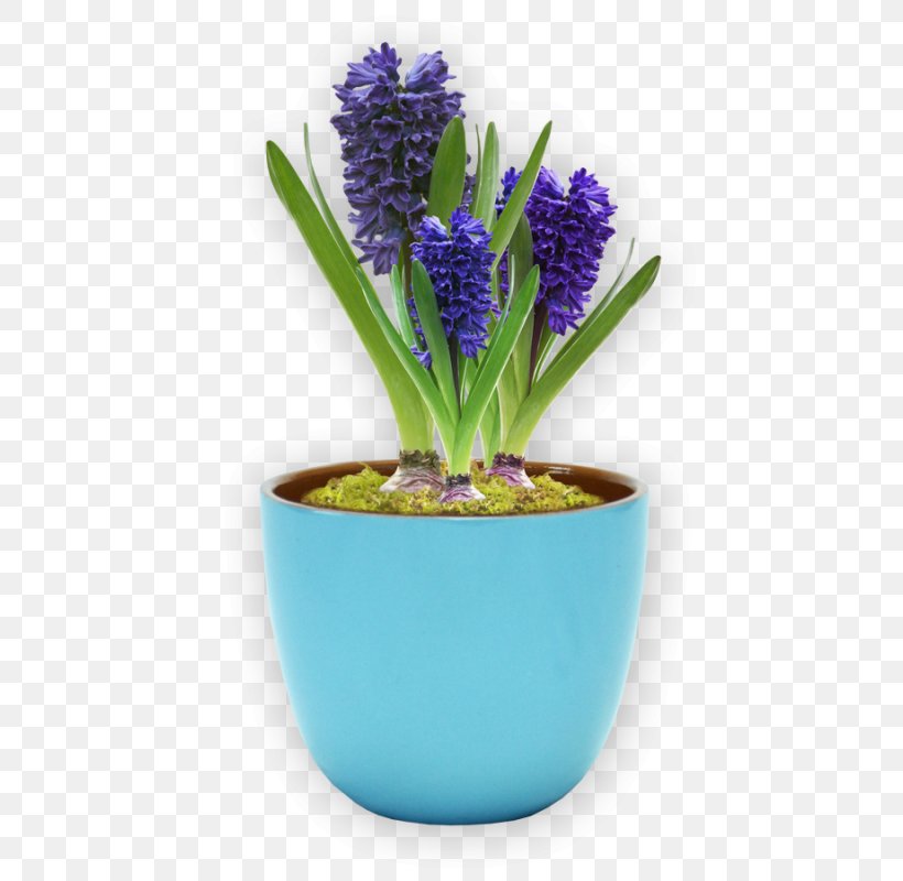 Flowerpot Grape Hyacinth Ceramic Blume Plant, PNG, 800x800px, Flowerpot, Blume, Ceramic, Cobalt Blue, Flower Download Free