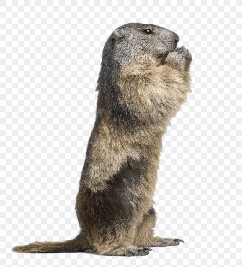 Groundhog Day, PNG, 1280x1415px, Groundhog, Animal, Beaver, Fur, Gopher Download Free