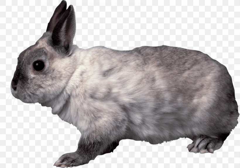 Holland Lop Domestic Rabbit Transparency, PNG, 850x598px, Holland Lop, Clipping Path, Domestic Rabbit, European Rabbit, Fauna Download Free