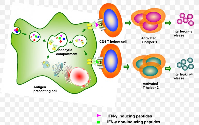 Interferon Gamma Protein Antigen Peptide, PNG, 1478x926px, Interferon, Antibody, Antigen, Area, Brand Download Free