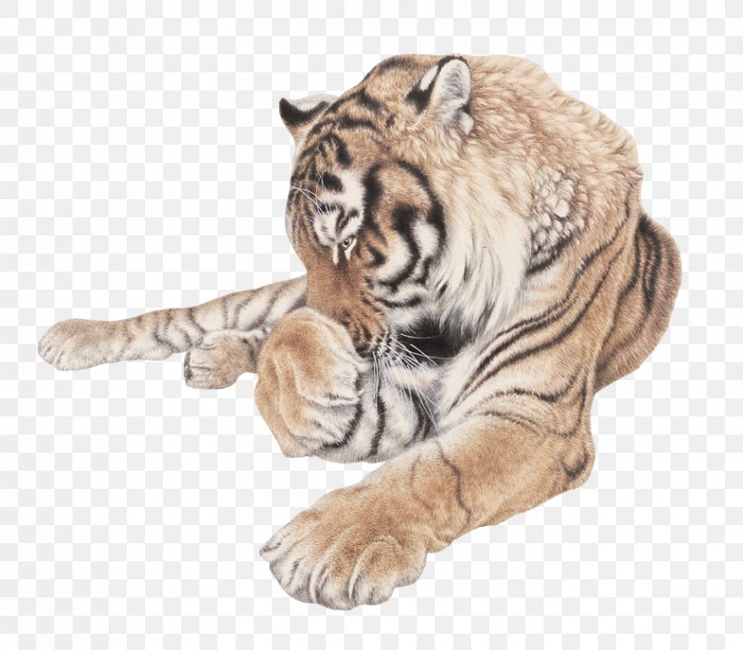 Siberian Tiger Cat, PNG, 862x755px, Siberian Tiger, Animal, Big Cat, Big Cats, Carnivoran Download Free
