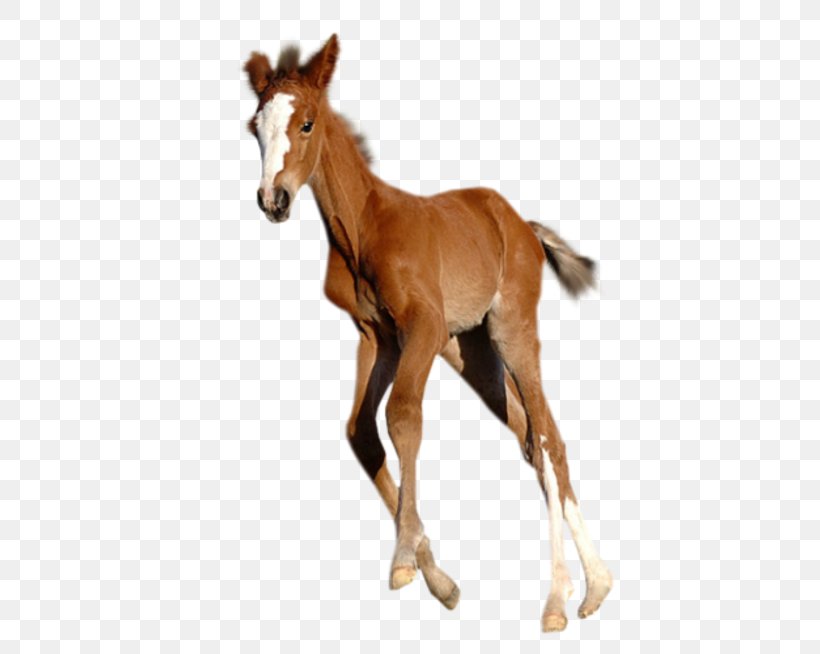 Foal Mustang Stallion Colt, PNG, 450x654px, Foal, Advertising, Animal, Animal Figure, Colt Download Free