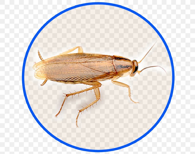 German Cockroach Oriental Cockroach Pest Control American Cockroach, PNG, 650x650px, Cockroach, American Cockroach, Arthropod, Blaberus Discoidalis, Blattella Download Free