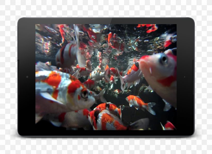 Koi Desktop Wallpaper Google Play Wallpaper, PNG, 1239x900px, Koi, Android, Computer Monitors, Google Play, Highdefinition Television Download Free