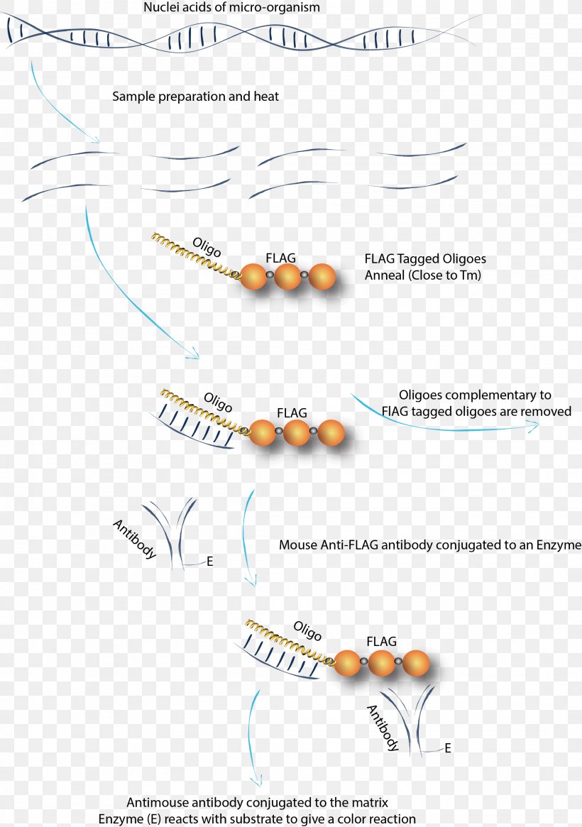Oligonucleotide Peptide DNA RNA Spermidine, PNG, 2118x3011px, Oligonucleotide, Antibody, Chemistry, Diagram, Dna Download Free