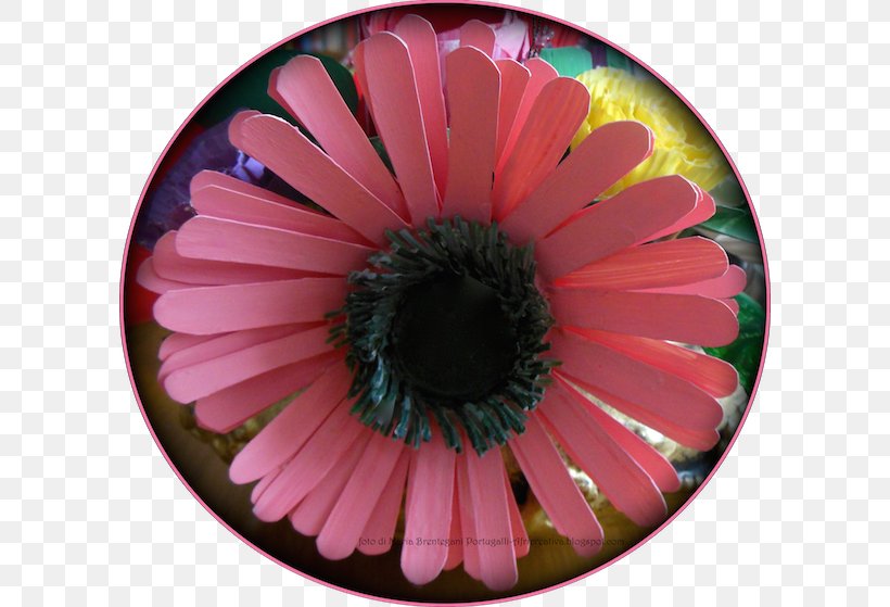 Transvaal Daisy Daisy Family Flowering Plant Petal, PNG, 600x559px, Transvaal Daisy, Close Up, Closeup, Common Daisy, Daisy Family Download Free