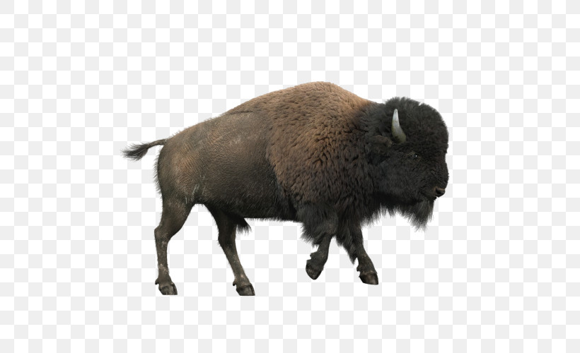 Bison Snout Boar Bovine Livestock, PNG, 500x500px, Bison, Boar, Bovine, Livestock, Snout Download Free