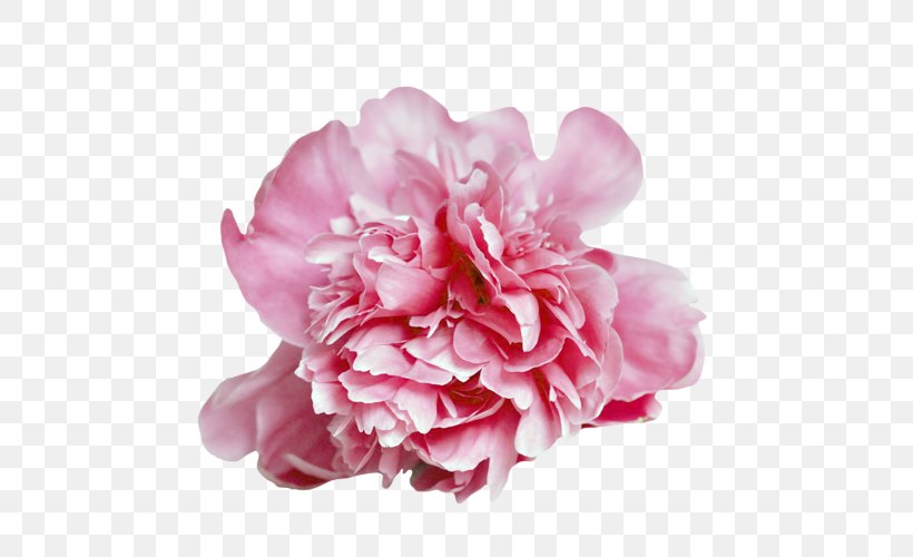 Carnation Cabbage Rose Peony Cut Flowers Petal, PNG, 500x500px, Carnation, Blossom, Cabbage Rose, Camellia, Cut Flowers Download Free