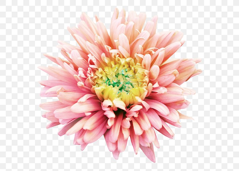 Chrysanthemum Dahlia Cut Flowers Transvaal Daisy, PNG, 600x587px, Chrysanthemum, Aster, China Aster, Chrysanths, Cut Flowers Download Free
