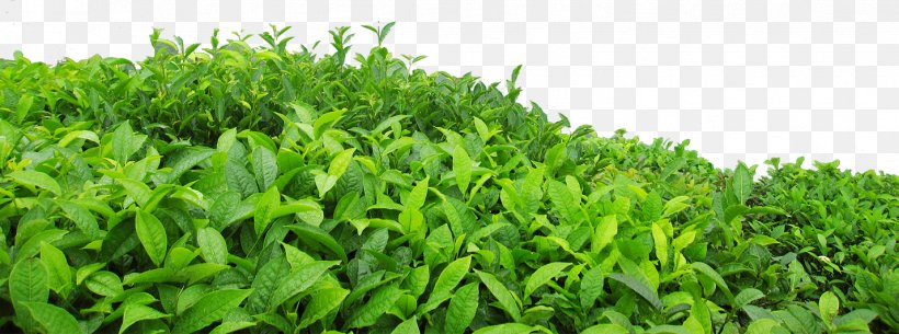 .dwg Download, PNG, 1429x533px, Dwg, Camellia Sinensis, Grass, Grass Family, Green Download Free