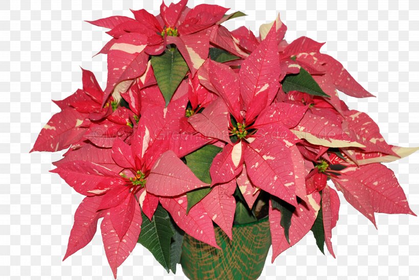 Flower Poinsettia Bract Christmas Eve, PNG, 3872x2592px, Flower, Annual Plant, Bract, Christmas, Christmas Eve Download Free