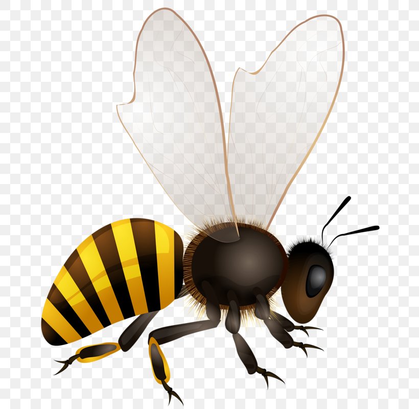 Honey Bee Vector Graphics Royalty-free Beehive, PNG, 715x800px, Bee, Africanized Bee, Arthropod, Beehive, Fly Download Free