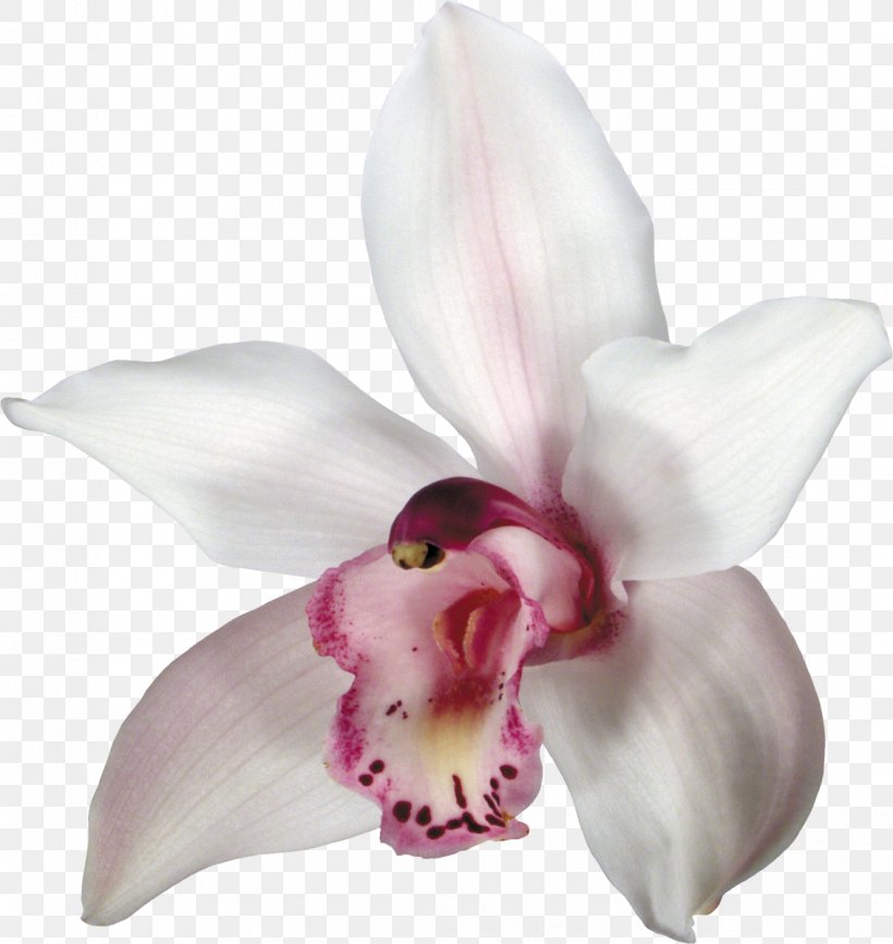 Orchids Flower Clip Art, PNG, 1135x1200px, Orchids, Cattleya, Cut Flowers, Digital Image, Flower Download Free