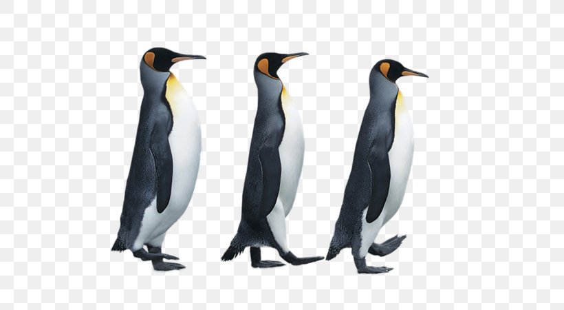 The Penguin Book: Birds In Suits Antarctica Emperor Penguin, PNG, 800x450px, Penguin, Antarctic, Antarctica, Beak, Bird Download Free