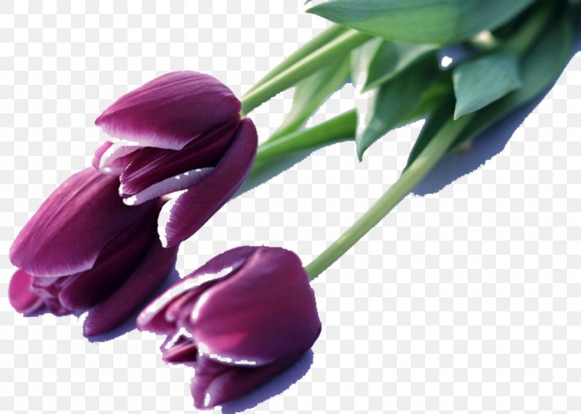 Indira Gandhi Memorial Tulip Garden Tulip Mania Flower Purple, PNG, 999x713px, Indira Gandhi Memorial Tulip Garden, Color, Display Resolution, Floral Design, Flower Download Free