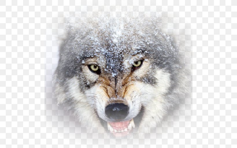 Brain Game Animals Desktop Wallpaper Basset Hound Lion Wolf Wallpapers, PNG, 512x512px, Basset Hound, Android, Animal, Black Wolf, Carnivoran Download Free