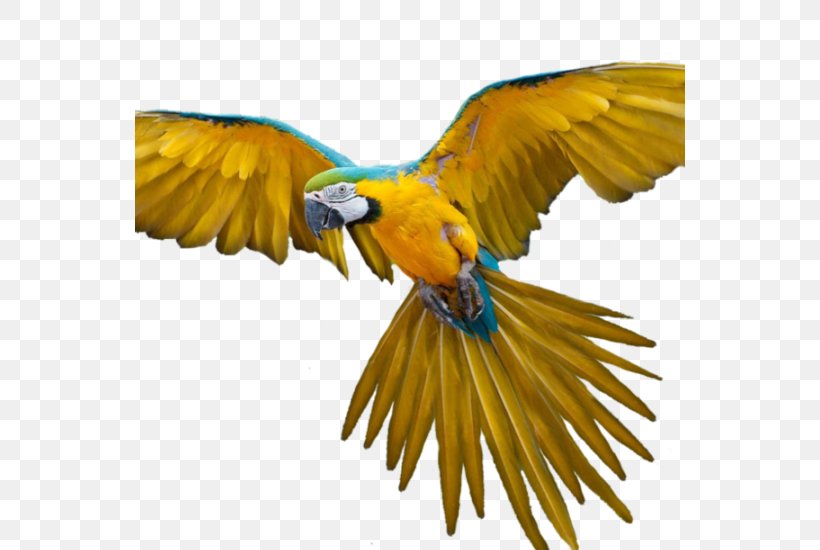 Bird Flight Parrot Bird Flight, PNG, 550x550px, Bird, Beak, Bird Flight, Common Pet Parakeet, Fauna Download Free