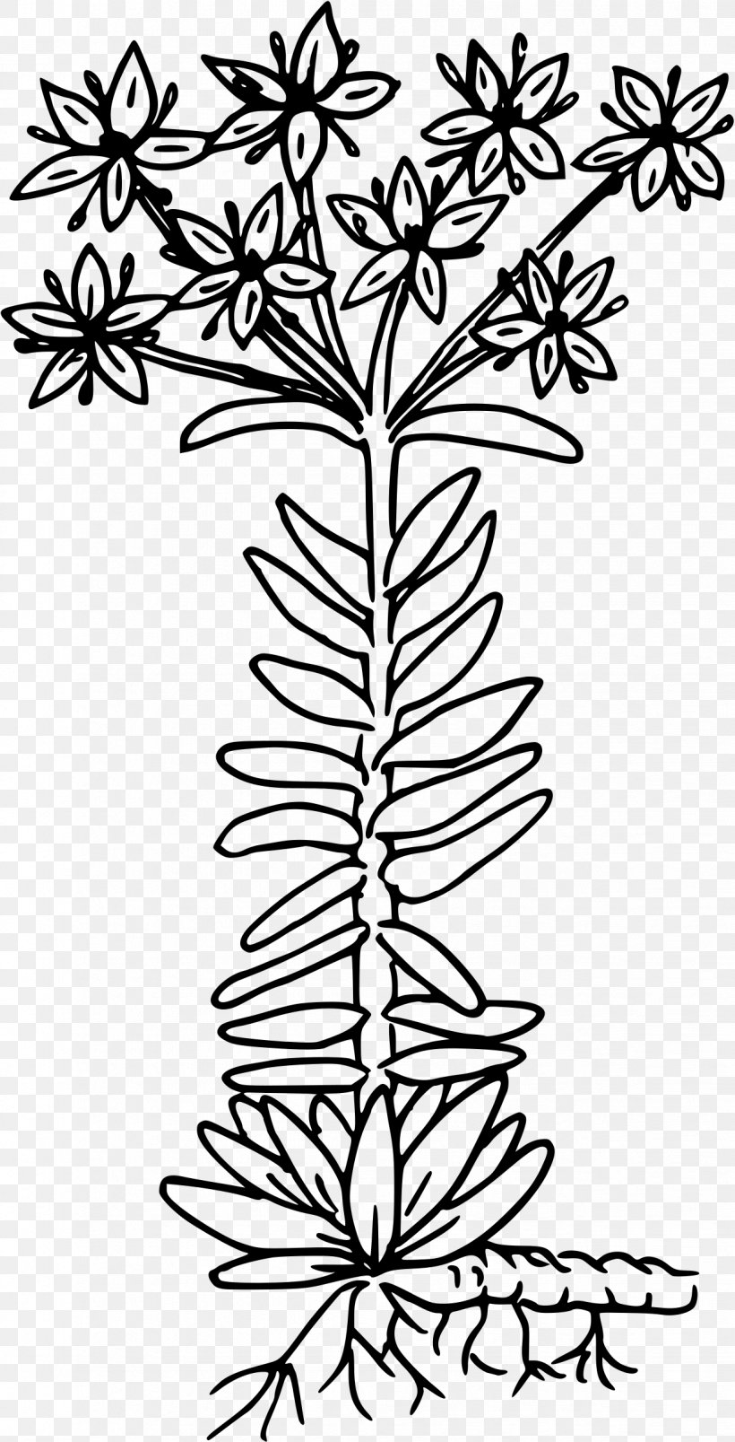 Twig Clip Art, PNG, 1224x2400px, Twig, Black And White, Branch, Computer Network, Flora Download Free