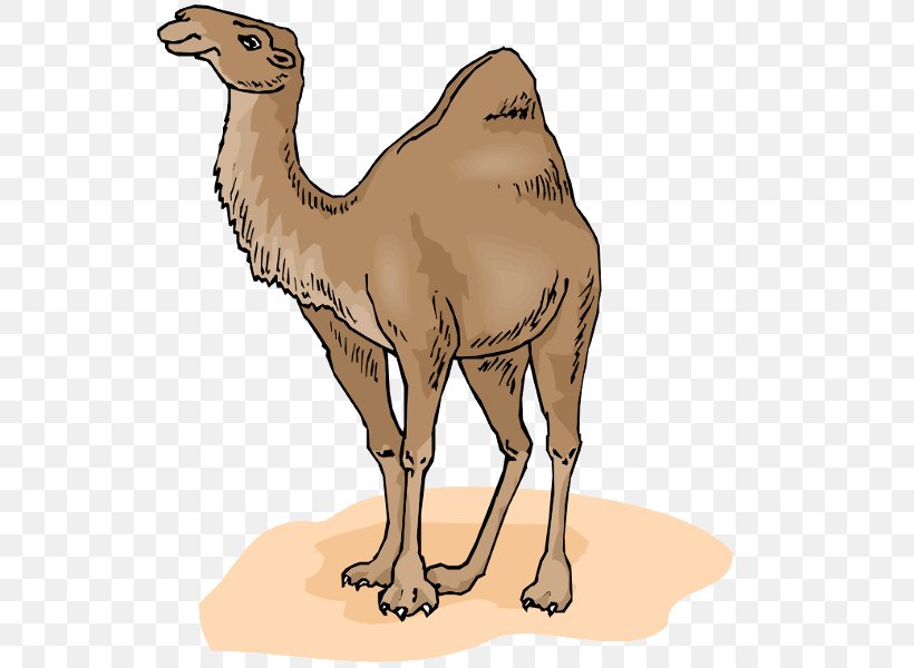Bactrian Camel Dromedary Clip Art, PNG, 600x600px, Bactrian Camel, Arabian Camel, Camel, Camel Like Mammal, Cartoon Download Free