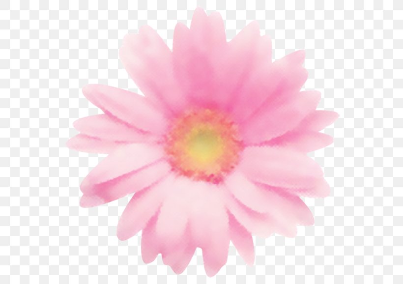 Common Daisy アトリエショコラ(Atelier Chocolat) Transvaal Daisy Daisy Family Chrysanthemum, PNG, 591x578px, Common Daisy, Annual Plant, Chrysanthemum, Chrysanths, Close Up Download Free