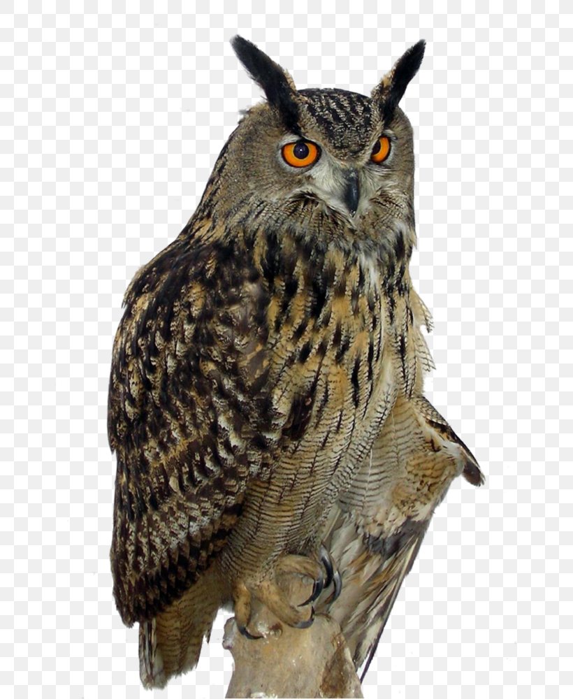 Eurasian Eagle-owl Great Horned Owl Clip Art, PNG, 697x1000px, Owl, Barred Owl, Beak, Bird, Bird Of Prey Download Free