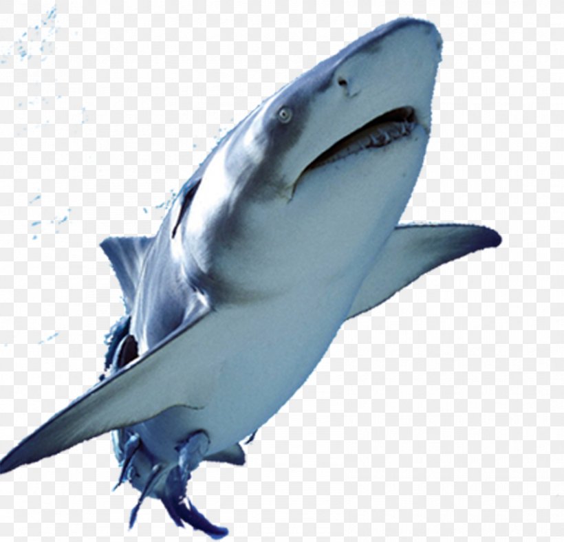 Great White Shark Fish, PNG, 1682x1618px, Great White Shark, Cartilaginous Fish, Fin, Fish, Lamniformes Download Free