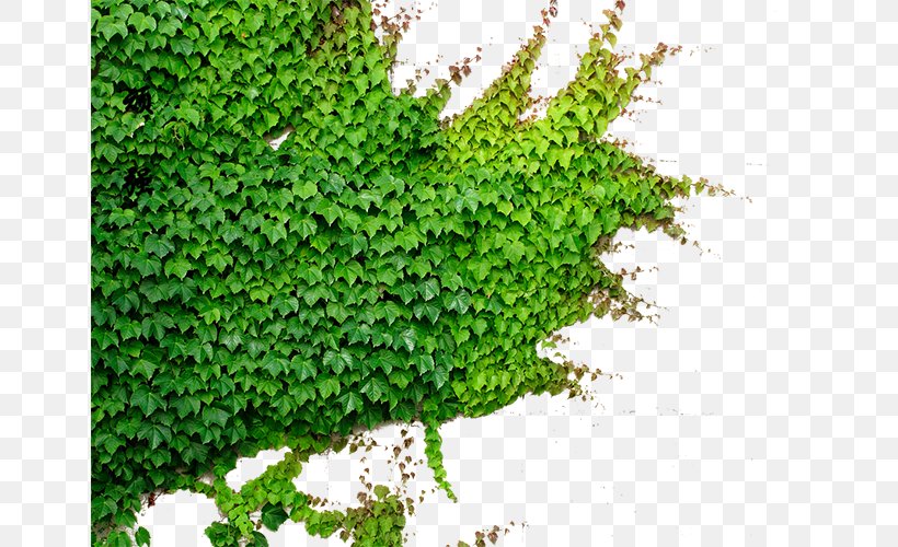 Parthenocissus Tricuspidata Green Plant Vine, PNG, 654x500px, Parthenocissus Tricuspidata, Google Images, Grass, Green, Groundcover Download Free