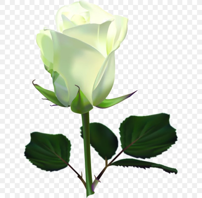 Rose Clip Art, PNG, 713x800px, Rose, Branch, Bud, Cut Flowers, Data Download Free