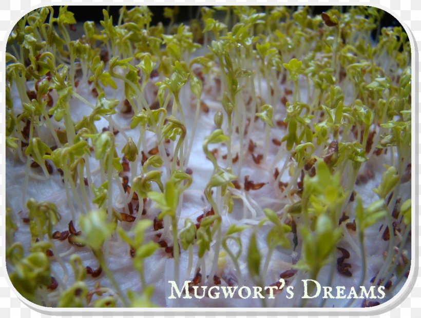 Alfalfa Sprouting, PNG, 1137x860px, Alfalfa, Alfalfa Sprouts, Grass, Organism, Sprouting Download Free