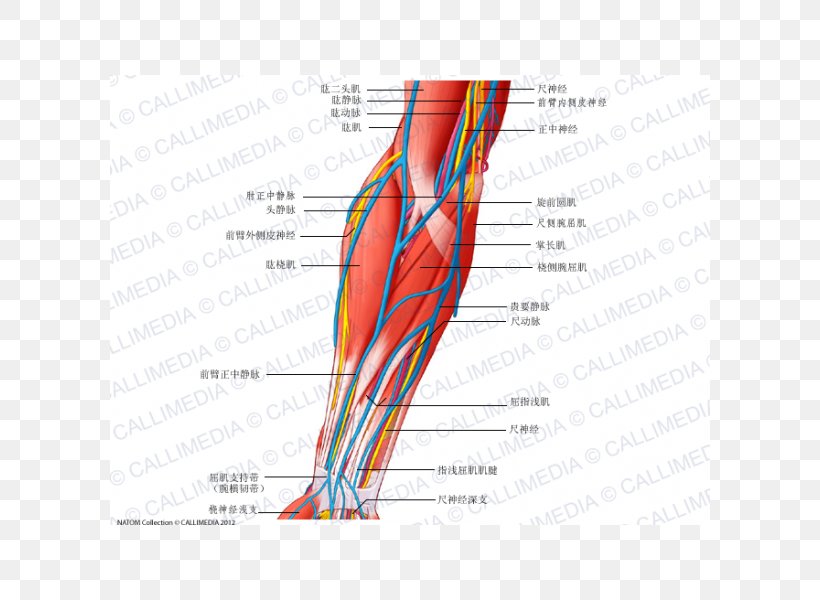 Anterior Compartment Of The Forearm Blood Vessel Nerve Muscle, PNG, 600x600px, Watercolor, Cartoon, Flower, Frame, Heart Download Free